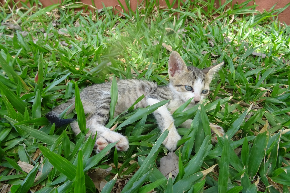 Katze kastrieren in Paraguay